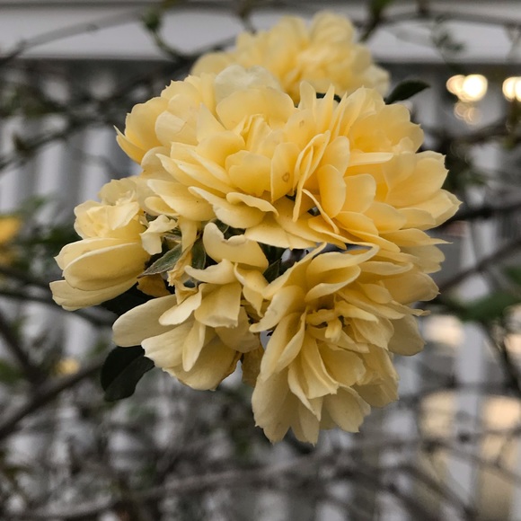 loves_dahlias
